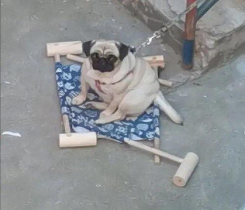 赤犬巴哥爆料了吗视频下载,揭秘幕后真相 第3张 赤犬巴哥爆料了吗视频下载,揭秘幕后真相 第3张